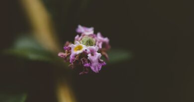 A detailed macro shot of a delicate lavender blossom in a garden setting.
