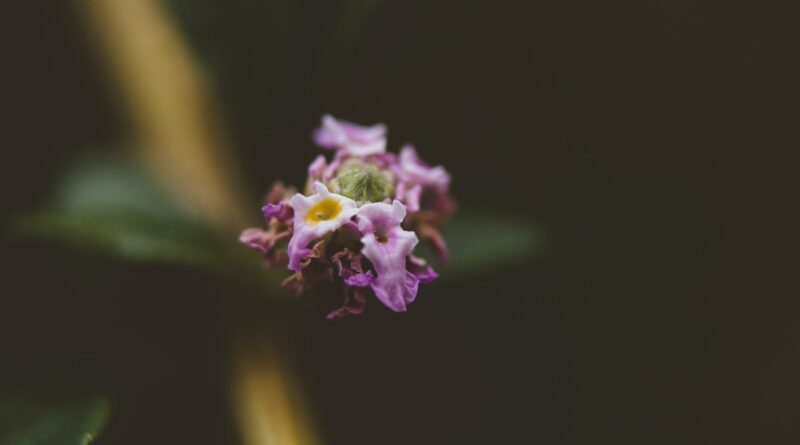 A detailed macro shot of a delicate lavender blossom in a garden setting.