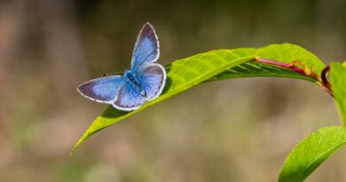 Close-up of a Palos Verdes blue butterfly perched on a leaf in sunlight.
