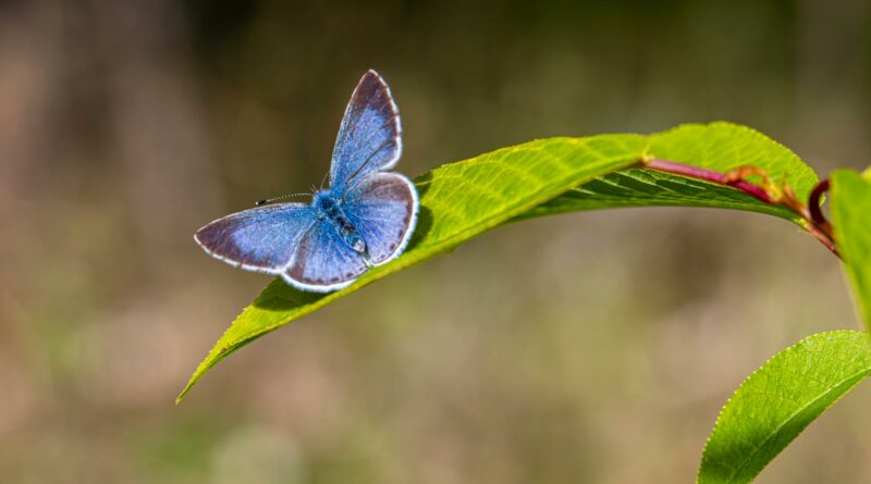 Close-up of a Palos Verdes blue butterfly perched on a leaf in sunlight.