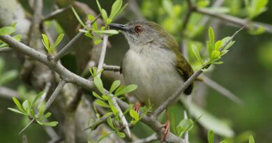 Green-backed camaroptera, Camaroptera brachyura, at Ndumo Nature Reserve, KwaZulu-Natal, South Africa