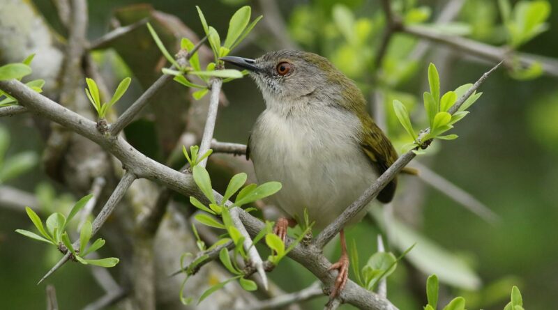 Green-backed camaroptera, Camaroptera brachyura, at Ndumo Nature Reserve, KwaZulu-Natal, South Africa