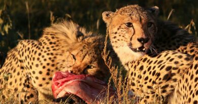 Two cheetahs feasting on prey in the African savannah, showcasing wildlife in action.