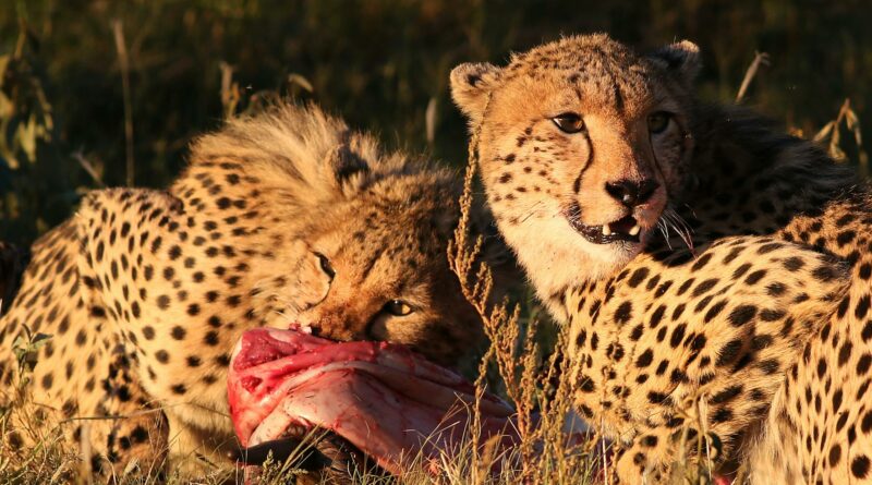 Two cheetahs feasting on prey in the African savannah, showcasing wildlife in action.