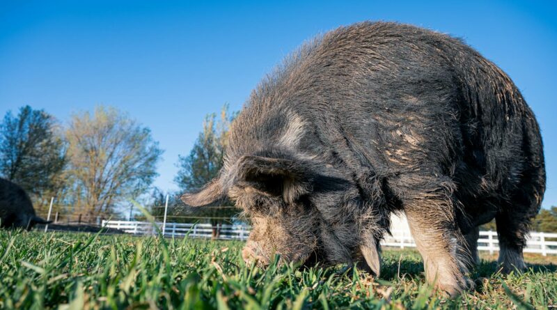 Ground level of adult pig with dark brown dirty fur eating grass in pasture under vibrant blue cloudless sky in sunlight