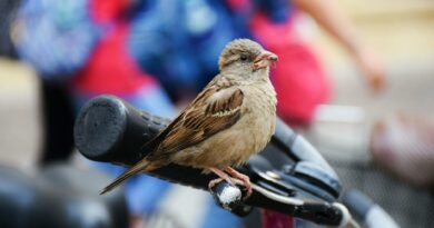 Detailed close-up of a sparrow perched on a bicycle handlebar capturing the vibrant urban setting.