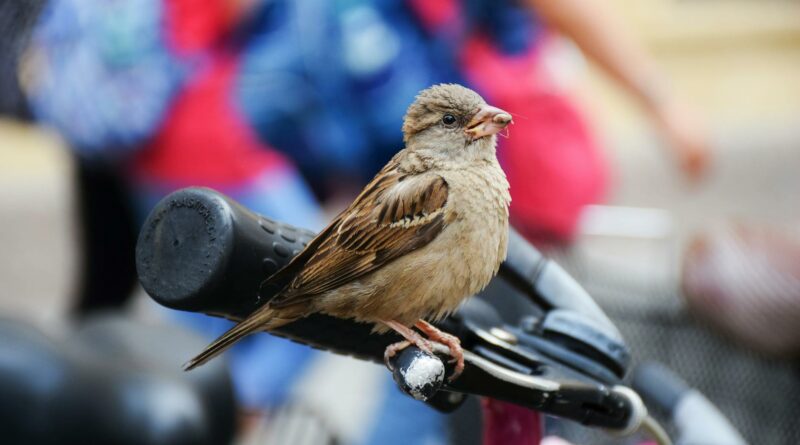 Detailed close-up of a sparrow perched on a bicycle handlebar capturing the vibrant urban setting.