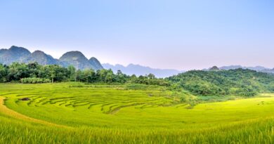 Wide angle of green agricultural plantations located on farmland with cloudless sky against mountainous terrain and green trees in nature