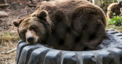 A grizzly bear peacefully resting on a large tire in a wildlife setting.