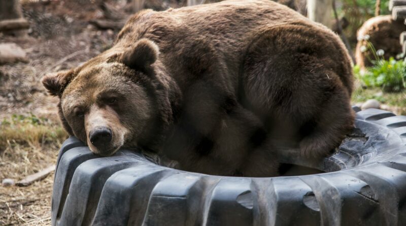 A grizzly bear peacefully resting on a large tire in a wildlife setting.