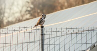 Northern Hawk-Owl perched on a fence against a solar panel backdrop in rural Estonia.