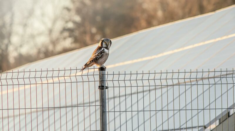Northern Hawk-Owl perched on a fence against a solar panel backdrop in rural Estonia.