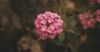 A vivid close-up of a pink lantana flower in natural setting, showcasing intricate floral details.