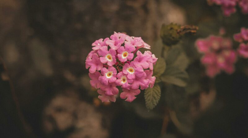 A vivid close-up of a pink lantana flower in natural setting, showcasing intricate floral details.