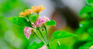Close-up of colorful Lantana camara flower with green leaves in natural setting.