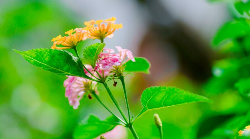 Close-up of colorful Lantana camara flower with green leaves in natural setting.