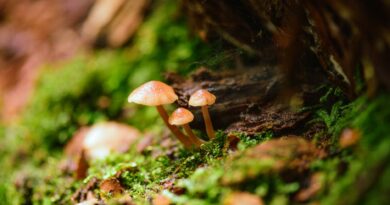Close-up image of small mushrooms on mossy forest floor in Maydena, Tasmania.