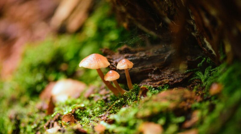 Close-up image of small mushrooms on mossy forest floor in Maydena, Tasmania.