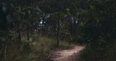 Discover tranquility on a serene forest pathway in São Thomé das Letras, Brazil.