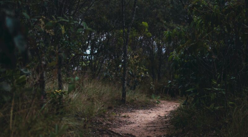 Discover tranquility on a serene forest pathway in São Thomé das Letras, Brazil.