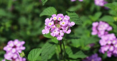 A close-up shot of vibrant purple lantana flowers in full bloom outdoors.