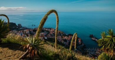 Breathtaking view of Câmara de Lobos with lush plants and the Atlantic Ocean in Madeira, Portugal.