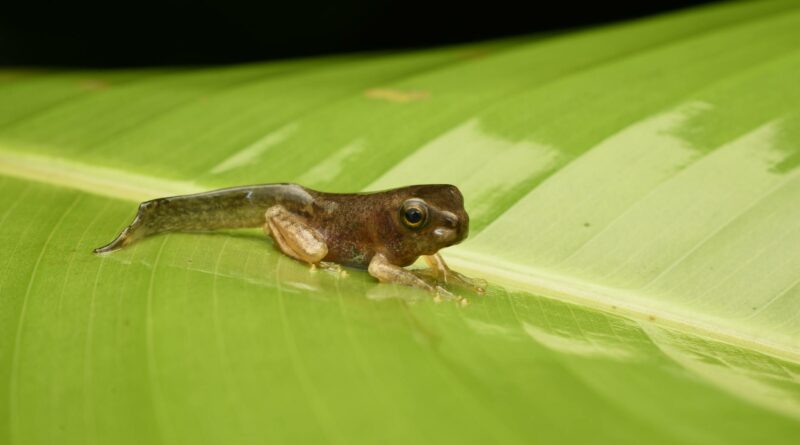 Detailed shot of a frog tadpole resting on a green leaf in its natural habitat.