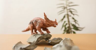 Close-up of a triceratops plastic toy on rocks, evoking a prehistoric scene; ideal for playful and educational themes.