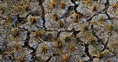 Campos agrícolas no Brasil sob condições climáticas extremas, como seca ou inundação, simbolizando o impacto da crise climática no agronegócio.