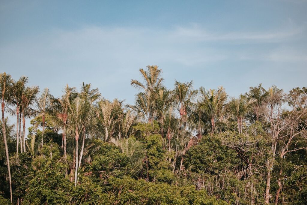 Produtos da bioeconomia amazônica em um contexto de floresta preservada