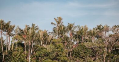 Produtos da bioeconomia amazônica em um contexto de floresta preservada