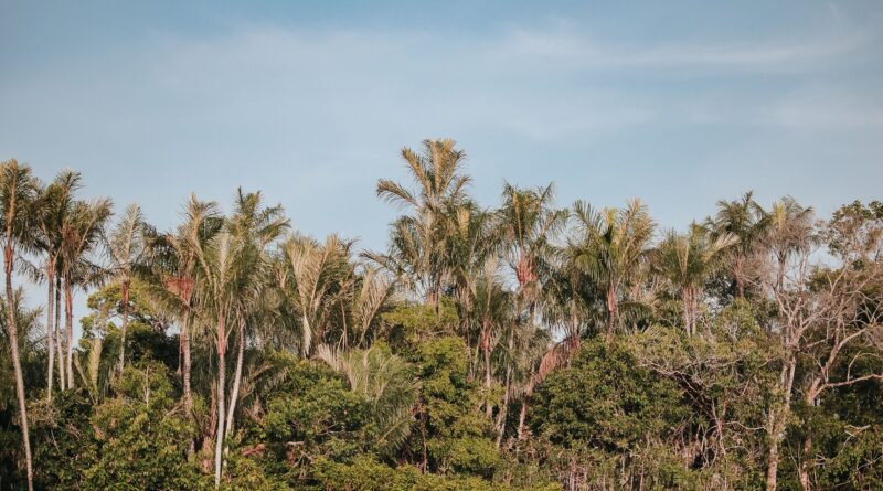Produtos da bioeconomia amazônica em um contexto de floresta preservada