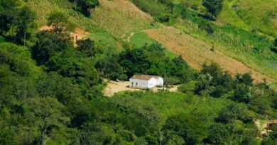 Plantação agrícola no Brasil com foco em sustentabilidade e produção de alimentos