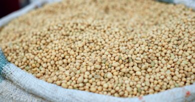 Cesta básica de alimentos em um contexto brasileiro, simbolizando a luta contra a fome e a busca pela segurança alimentar.
