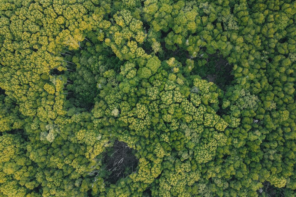 Gráfico representando o mercado de carbono no Brasil, com setas indicando fluxos de créditos e investimentos em economia verde.