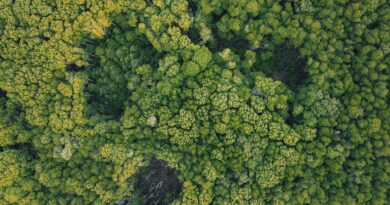 Gráfico representando o mercado de carbono no Brasil, com setas indicando fluxos de créditos e investimentos em economia verde.