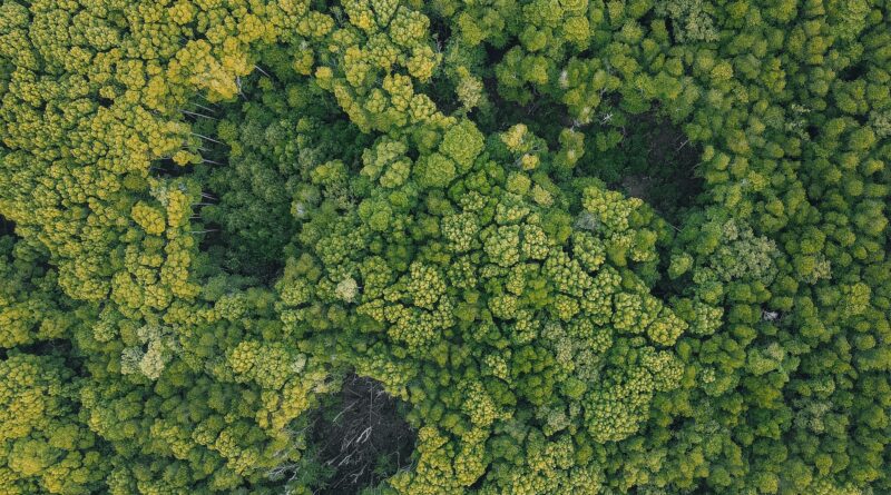 Gráfico representando o mercado de carbono no Brasil, com setas indicando fluxos de créditos e investimentos em economia verde.