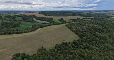 Lavoura de soja afetada por seca ou enchente, simbolizando os desafios do clima extremo na agricultura brasileira.