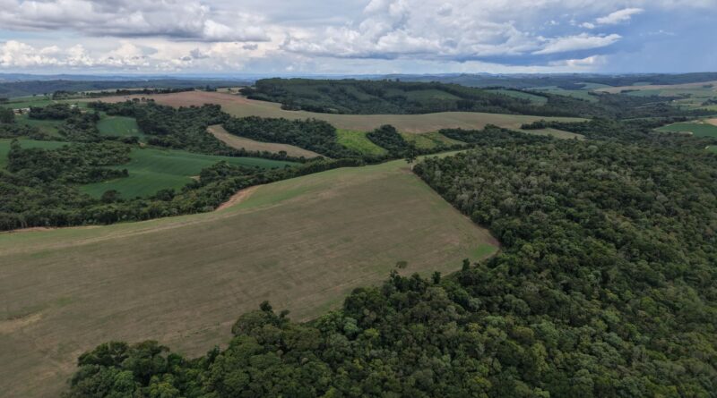 Lavoura de soja afetada por seca ou enchente, simbolizando os desafios do clima extremo na agricultura brasileira.