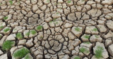 Campo de lavoura de soja sob sol forte com rachaduras no solo ou campo alagado, simbolizando os desafios climáticos na agricultura brasileira.