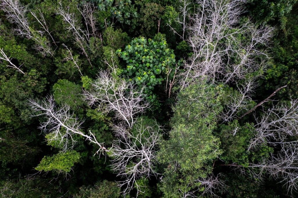 Vista aérea de área desmatada ilegalmente na Amazônia, com clareiras e estradas abertas em meio à floresta, indicando grilagem de terras.