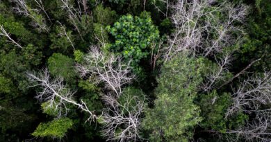 Vista aérea de área desmatada ilegalmente na Amazônia, com clareiras e estradas abertas em meio à floresta, indicando grilagem de terras.