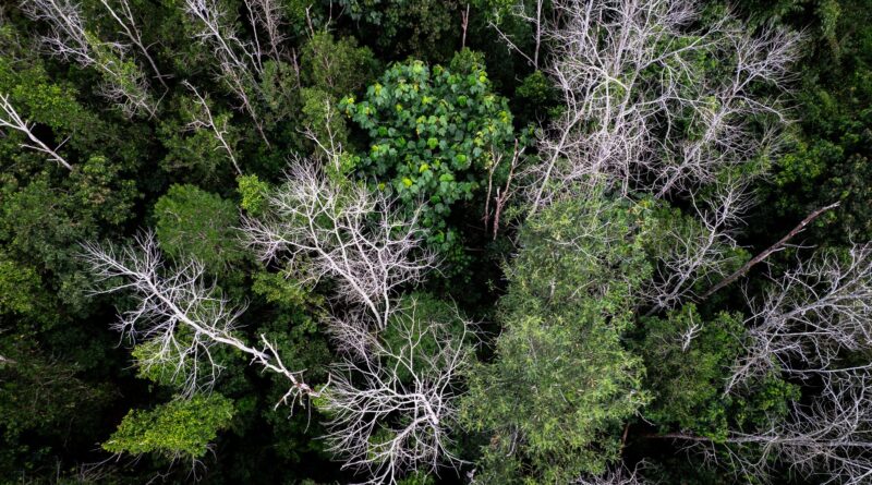 Vista aérea de área desmatada ilegalmente na Amazônia, com clareiras e estradas abertas em meio à floresta, indicando grilagem de terras.