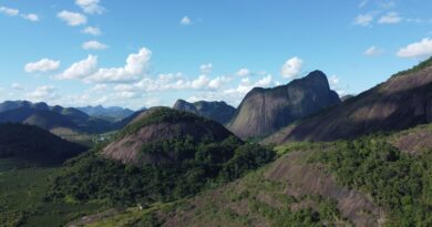 Mudas de árvores nativas sendo plantadas em área de restauração ecológica no Brasil, com floresta ao fundo.