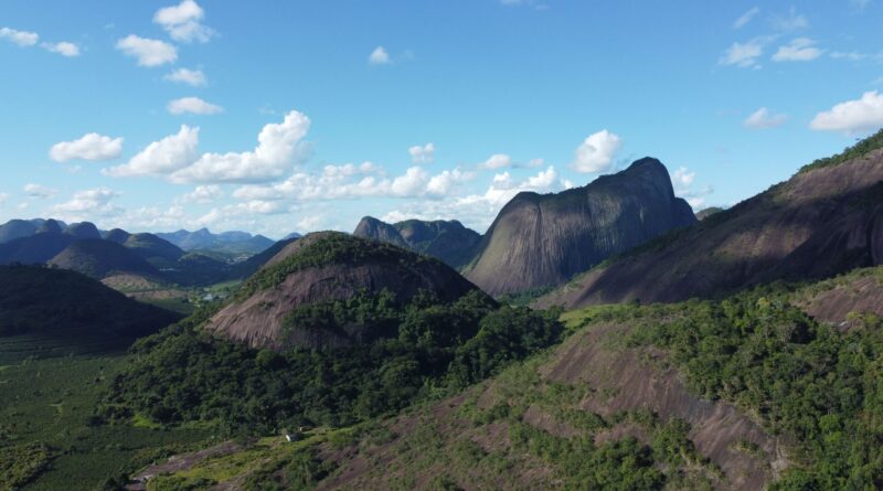 Mudas de árvores nativas sendo plantadas em área de restauração ecológica no Brasil, com floresta ao fundo.