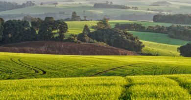 Plantação agrícola no Brasil com tecnologias de sustentabilidade e céu azul.